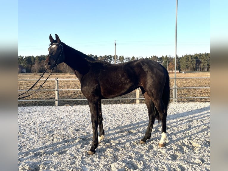 Oldenburger Springpferd Klacz 3 lat 170 cm Ciemnogniada in Ostrów Wielkopolski