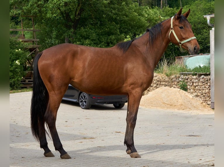 Oldenburger Springpferd Klacz 3 lat 172 cm Gniada in Dietfurt an der Altmühl