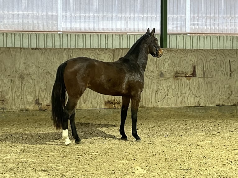 Oldenburger Springpferd Klacz 3 lat Gniada in Viersen