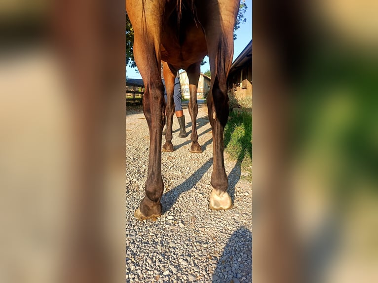 Oldenburger Springpferd Klacz 3 lat Gniada in GROTE-BROGEL
