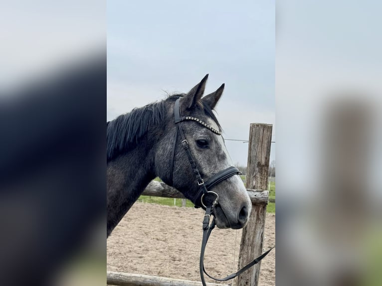 Oldenburger Springpferd Klacz 3 lat Siwa in Lübeck