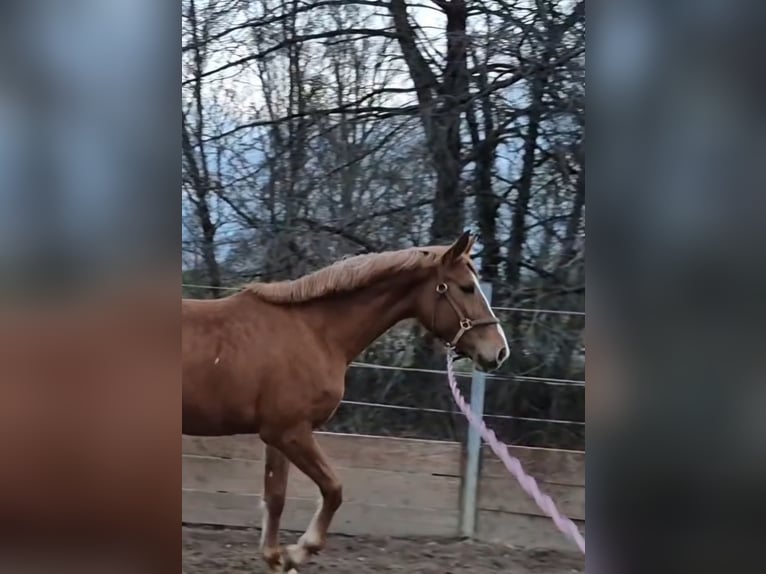 Oldenburger Springpferd Klacz 4 lat 160 cm Kasztanowata in Bruchsal