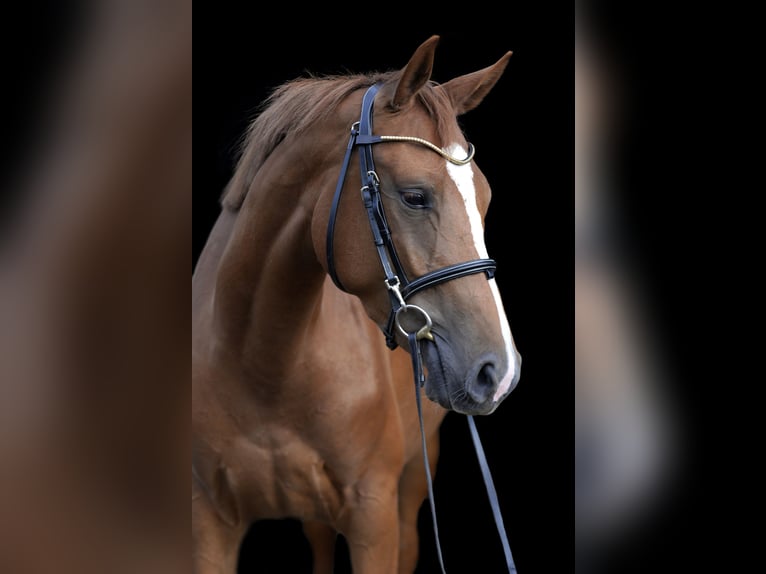 Oldenburger Springpferd Klacz 4 lat 162 cm Kasztanowata in Nettetal