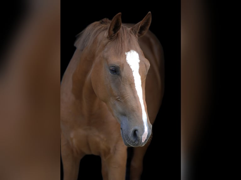 Oldenburger Springpferd Klacz 4 lat 162 cm Kasztanowata in Nettetal