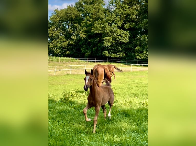 Oldenburger Springpferd Klacz 4 lat 162 cm Kasztanowata in Nettetal