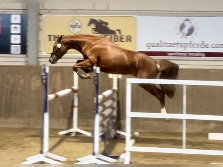 Oldenburger Springpferd Klacz 4 lat 162 cm Kasztanowata in Nettetal