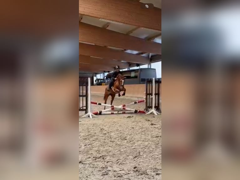 Oldenburger Springpferd Klacz 4 lat 162 cm Kasztanowata in Nettetal