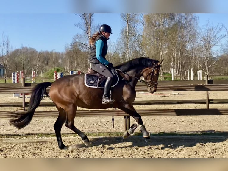 Oldenburger Springpferd Klacz 4 lat 163 cm Ciemnogniada in Hude (Oldenburg)