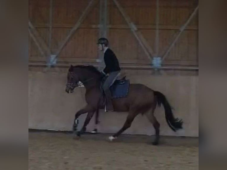 Oldenburger Springpferd Klacz 4 lat 164 cm Gniada in Königsmoos