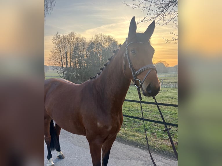Oldenburger Springpferd Klacz 4 lat 164 cm Gniada in Ibbenbüren
