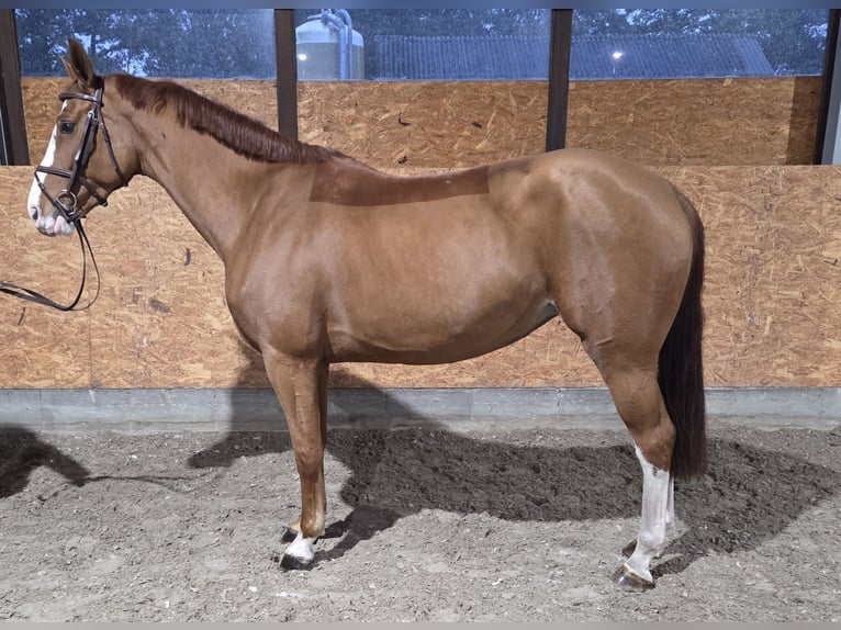 Oldenburger Springpferd Klacz 4 lat 164 cm Kasztanowata in Wettrup Oldenburger Springpferd Klacz 4 lat 164 cm Kasztanowata in Wettrup