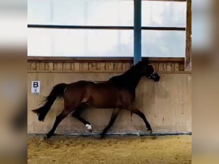Oldenburger Springpferd Klacz 4 lat 165 cm Gniada in Königsmoos