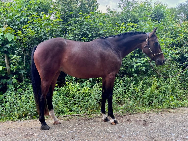 Oldenburger Springpferd Klacz 4 lat 165 cm Gniada in Mudershausen
