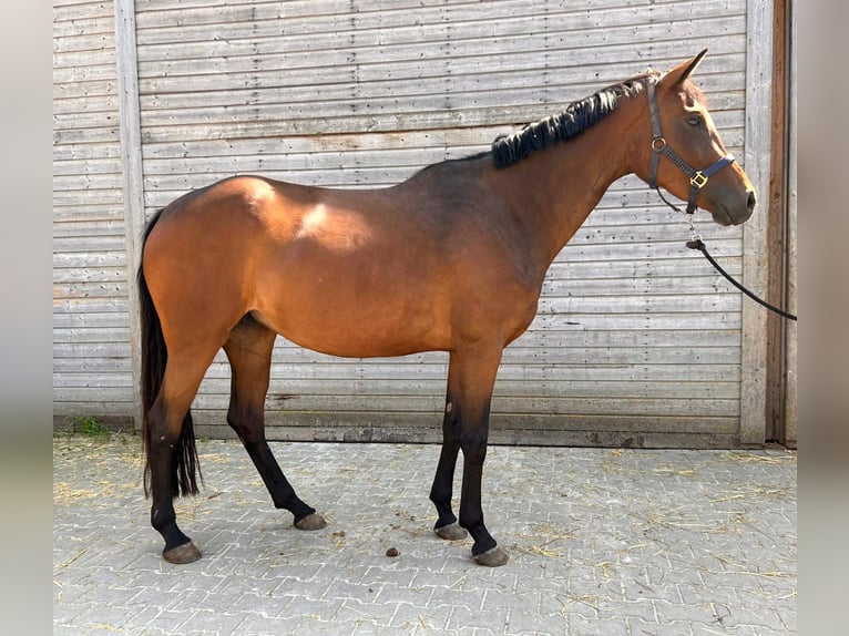 Oldenburger Springpferd Klacz 4 lat 165 cm Gniada in Dietfurt an der Altmühl