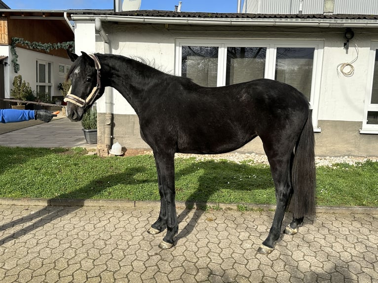 Oldenburger Springpferd Klacz 4 lat 165 cm Siwa in Bad Kreuznach