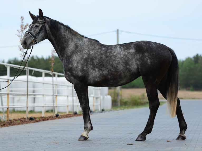 Oldenburger Springpferd Klacz 4 lat 167 cm Siwa jabłkowita in Przasnysz