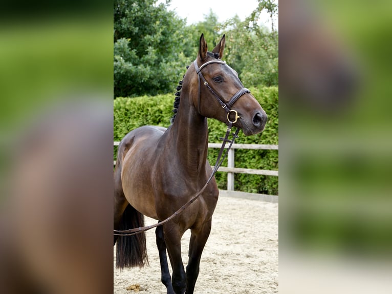 Oldenburger Springpferd Klacz 4 lat 168 cm Ciemnogniada in Lohne (Oldenburg)