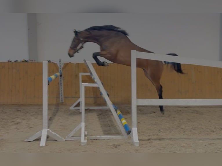 Oldenburger Springpferd Klacz 4 lat 168 cm Gniada in GŁUBCZYN