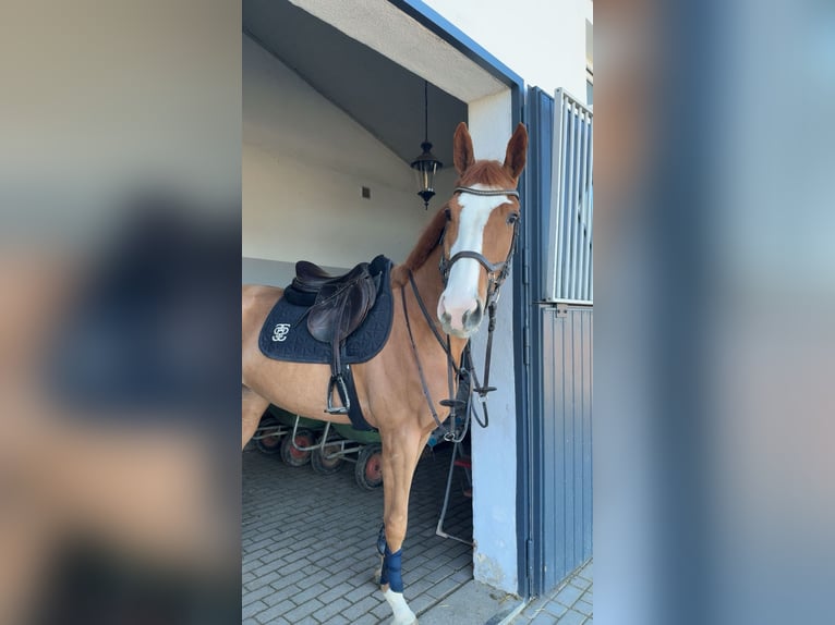 Oldenburger Springpferd Klacz 4 lat 168 cm Kasztanowata in Buchenberg