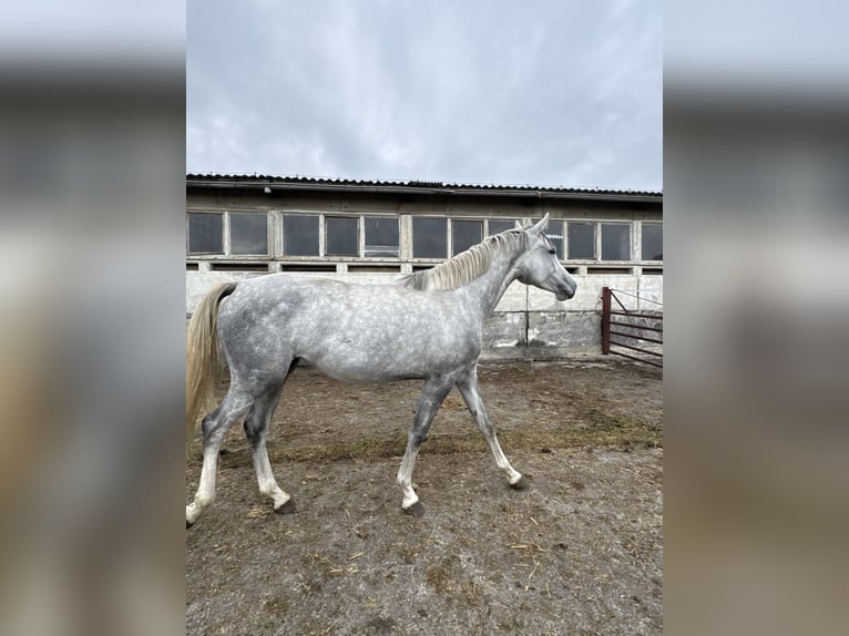 Oldenburger Springpferd Klacz 4 lat 168 cm Siwa in Schwedt/Oder Oldenburger Springpferd Klacz 4 lat 168 cm Siwa in Schwedt/Oder