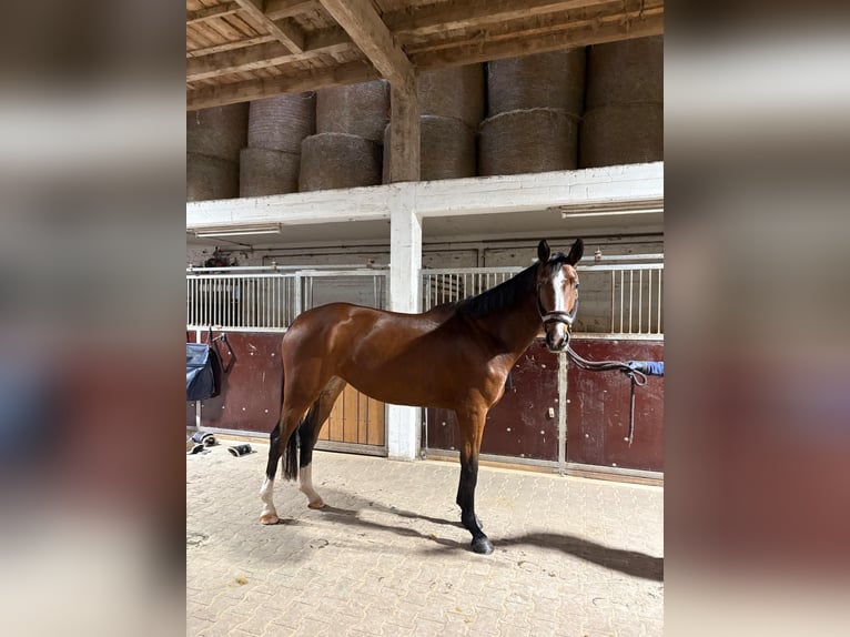 Oldenburger Springpferd Klacz 4 lat 170 cm Gniada in Niddatal