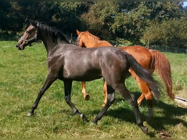 Oldenburger Springpferd Klacz 4 lat 170 cm Siwa in Mechelroda