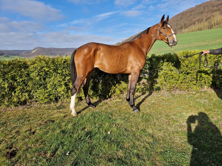 Oldenburger Springpferd Klacz 4 lat 172 cm in Reinholterode