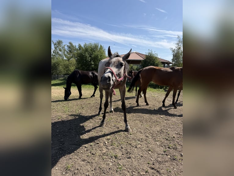 Oldenburger Springpferd Klacz 4 lat Siwa in Egling