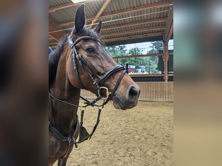 Oldenburger Springpferd Klacz 5 lat 160 cm Ciemnogniada in Solingen