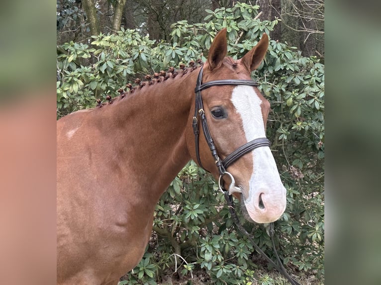 Oldenburger Springpferd Klacz 5 lat 162 cm Kasztanowata in Löningen