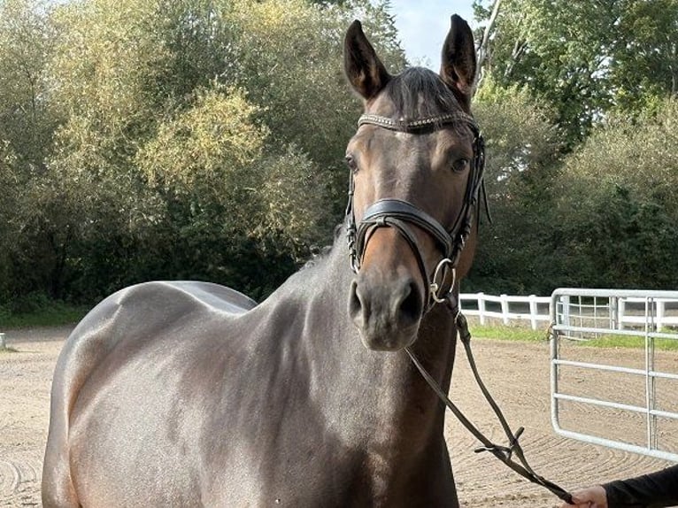 Oldenburger Springpferd Klacz 5 lat 163 cm Ciemnogniada in Verden (Aller)