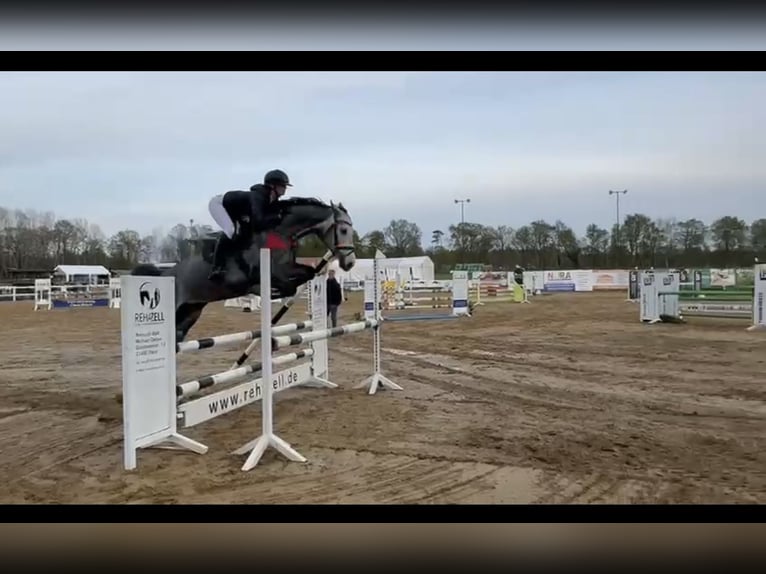 Oldenburger Springpferd Klacz 5 lat 163 cm Siwa jabłkowita in Basdahl