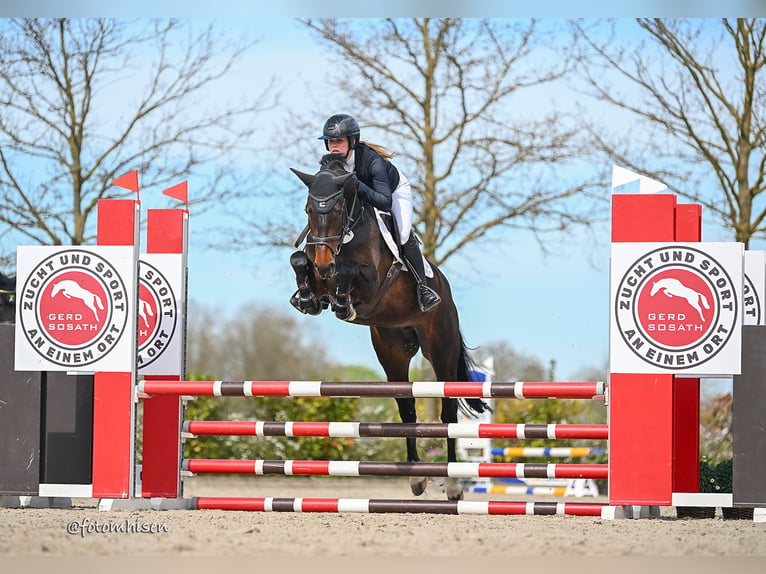 Oldenburger Springpferd Klacz 5 lat 164 cm Ciemnogniada in Wietzen