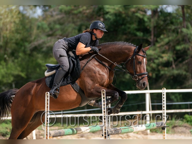 Oldenburger Springpferd Klacz 5 lat 165 cm Formy Brown Falb in Tabor