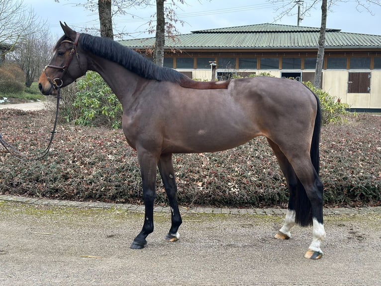 Oldenburger Springpferd Klacz 5 lat 166 cm Gniada in Sassenberg