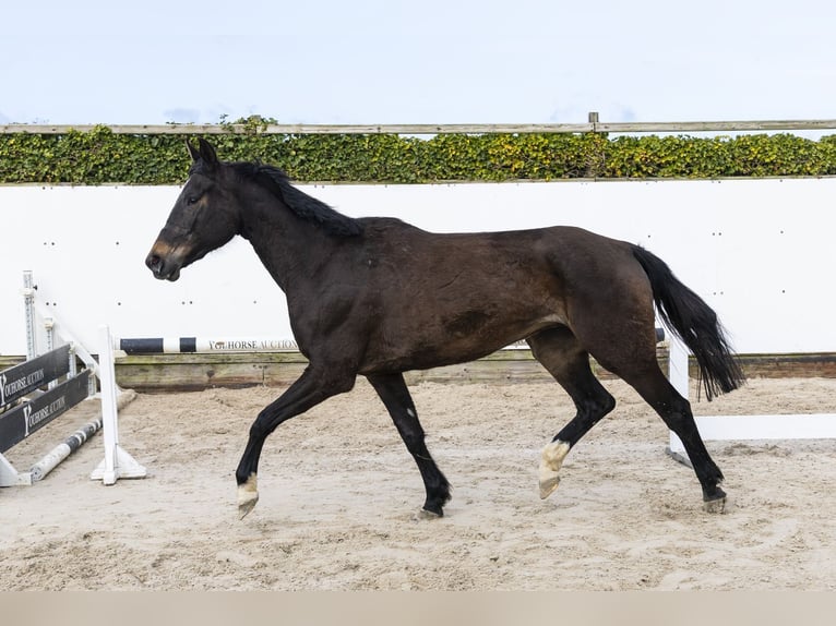 Oldenburger Springpferd Klacz 5 lat 167 cm Ciemnogniada in Waddinxveen