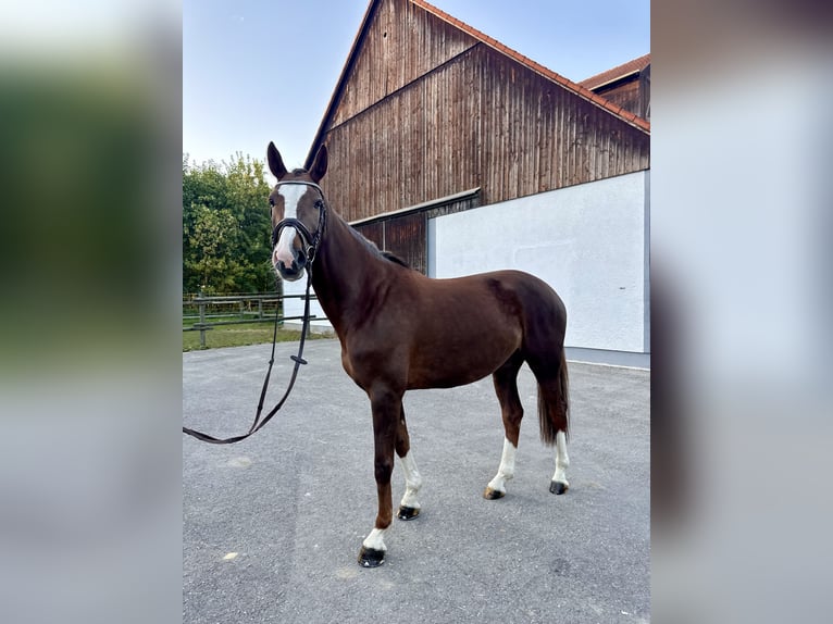 Oldenburger Springpferd Klacz 5 lat 167 cm Ciemnokasztanowata in Königsbrunn