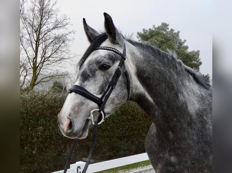 Oldenburger Springpferd Klacz 5 lat 168 cm Siwa in Wedemark