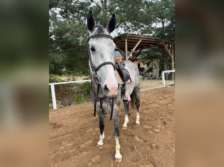 Oldenburger Springpferd Klacz 5 lat 169 cm Siwa in Sierniki