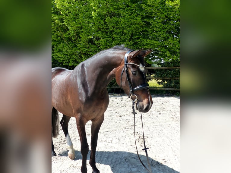 Oldenburger Springpferd Klacz 5 lat 170 cm Ciemnogniada in Drantum