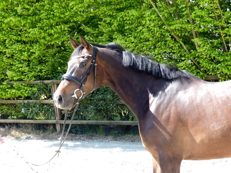 Oldenburger Springpferd Klacz 5 lat 170 cm Ciemnogniada in Drantum