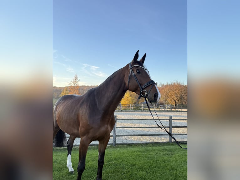 Oldenburger Springpferd Klacz 5 lat 170 cm Ciemnogniada in Bonefeld