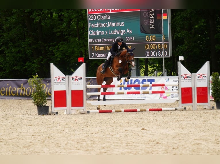 Oldenburger Springpferd Klacz 5 lat 170 cm Gniada in Moosach
