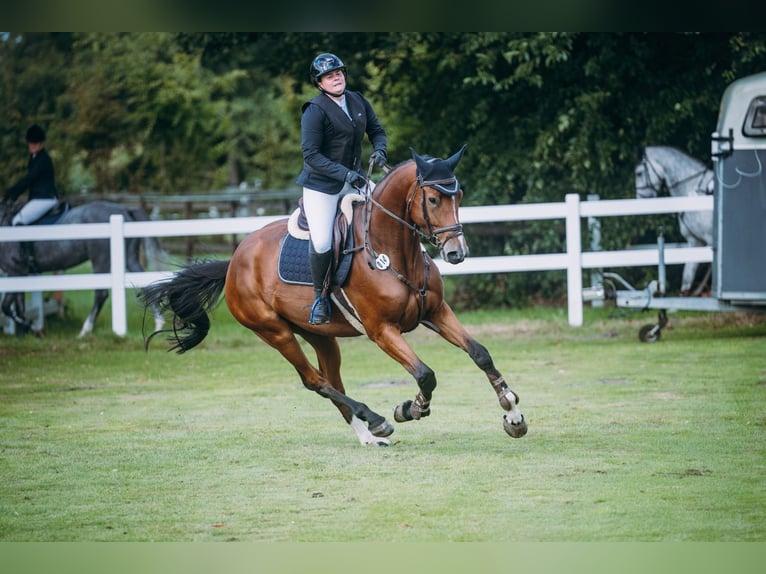 Oldenburger Springpferd Klacz 5 lat 173 cm Gniada in Damme