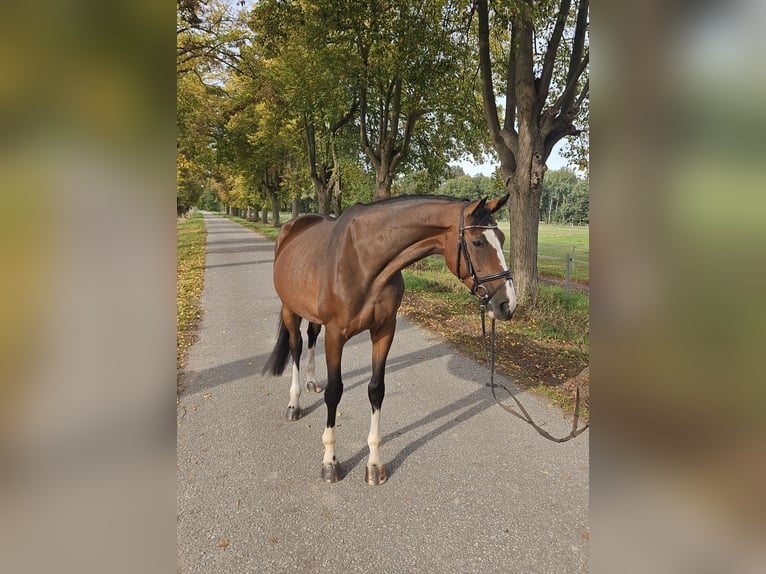 Oldenburger Springpferd Klacz 5 lat 173 cm Gniada in Löbnitz