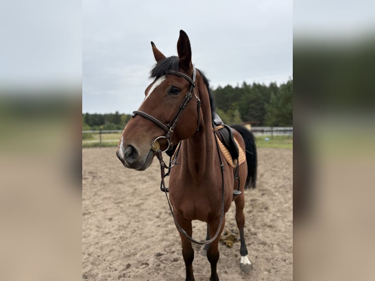 Oldenburger Springpferd Klacz 6 lat 163 cm Gniada in Kobylniki