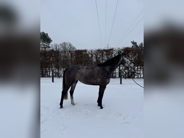 Oldenburger Springpferd Klacz 6 lat 163 cm Siwa in Winsen (Aller)