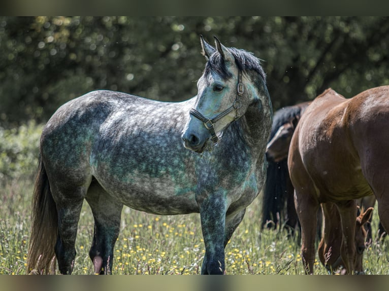 Oldenburger Springpferd Klacz 6 lat 163 cm Siwa in &#xDC;berherrn