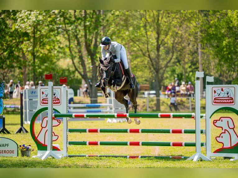 Oldenburger Springpferd Klacz 6 lat 163 cm Skarogniada in H&#xFC;ttenrode