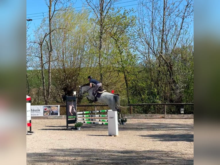 Oldenburger Springpferd Klacz 6 lat 165 cm Siwa in Weil der Stadt